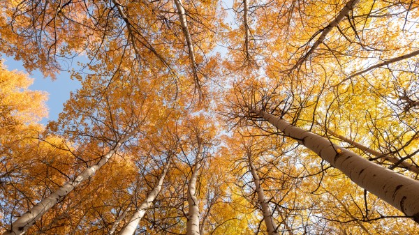 Birch Trees Sky Wallpaper