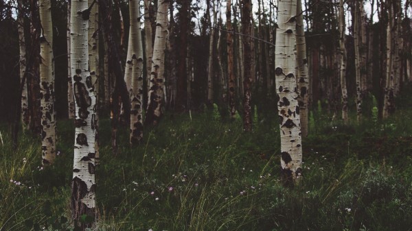 Birchs Forest Trees Wallpaper