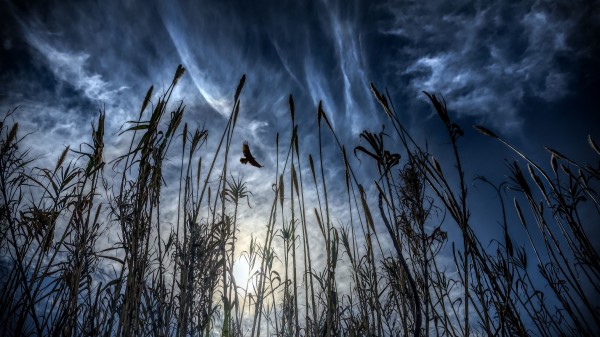 Bird Flight Wings Wallpaper