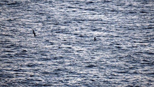 Bird Sea Flight Wallpaper