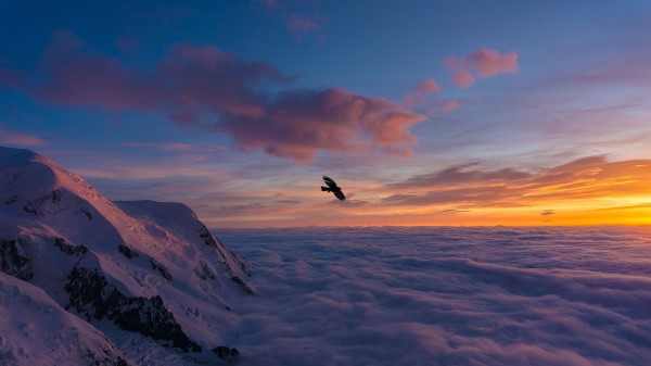 Bird Wings Clouds Wallpaper