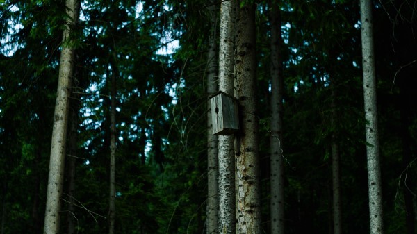 Birdhouse Tree Forest Wallpaper