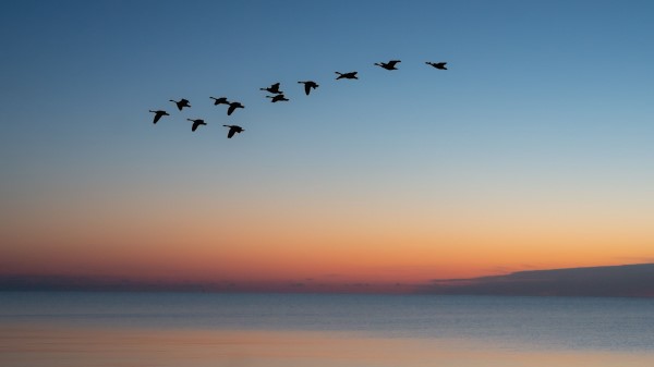 Birds Flock Sunset Image Wallpaper