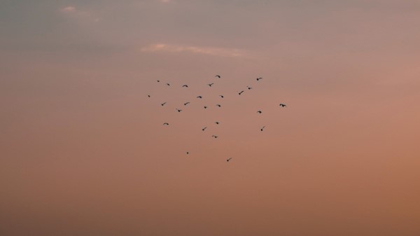 Birds Mountains Clouds Wallpaper