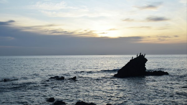 Birds Rocks Sea Wallpaper