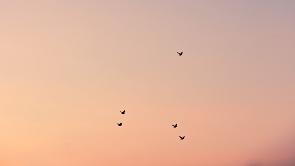 Birds Sky Cloud Wallpaper