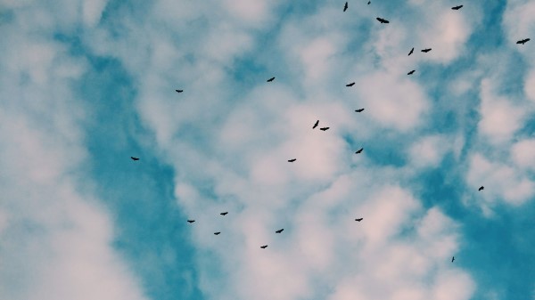 Birds Sky Clouds Wallpaper