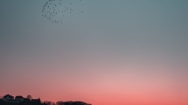 Birds Sky Flight Wallpaper