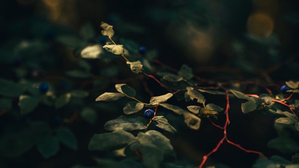 Blueberry Berry Branch Wallpaper