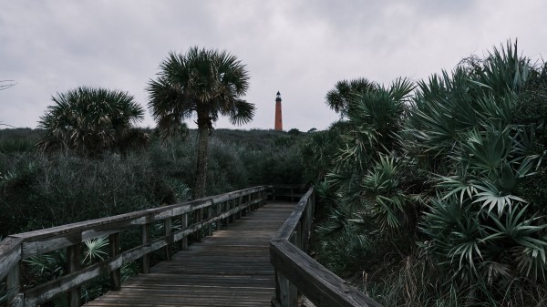 Boardwalk Wooden Bushes Wallpaper