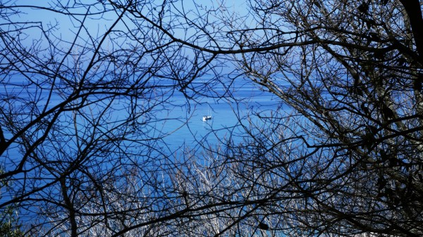 Boat Branches Trees Wallpaper