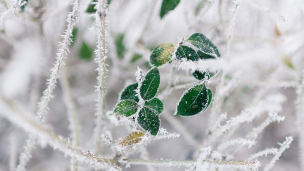 Branch Frost Cold Winter Wallpaper