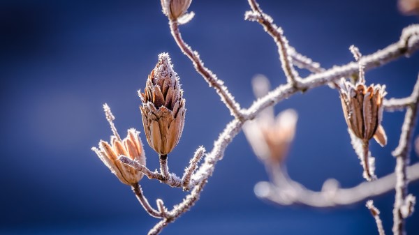 Branch Frost Flowers wallpaper