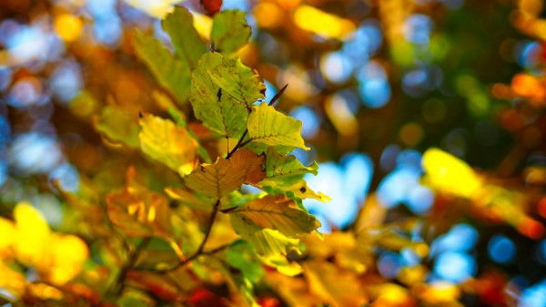 Branch Leaves Autumn Wallpaper