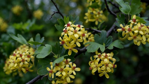 Branch Leaves Flowers Wallpaper