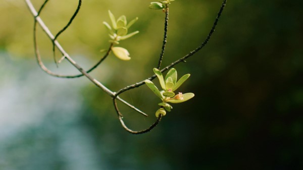 Branch Leaves Focus Wallpaper
