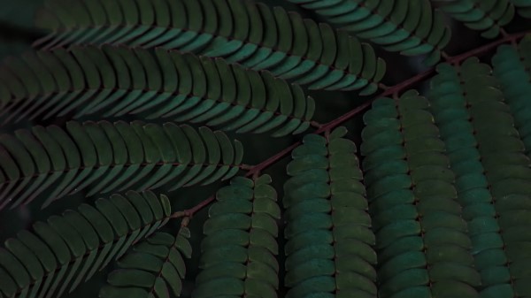 Branch Leaves Green Wallpaper
