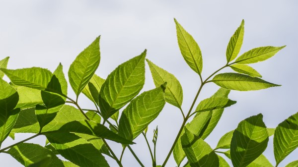 Branch Leaves Tree Image Wallpaper