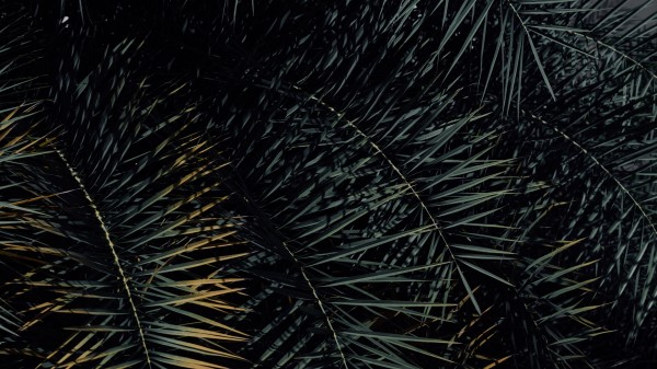 Branch Leaves Tropical Wallpaper