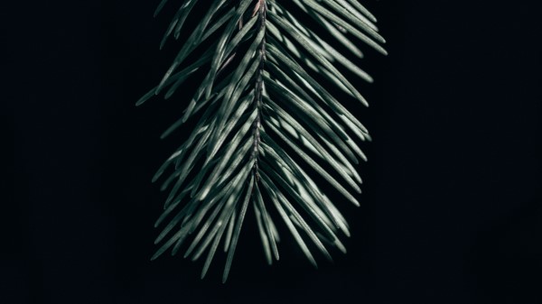 Branch Needles Dark Wallpaper