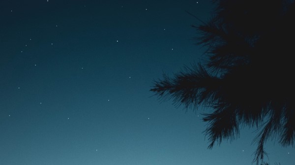 Branch Night Starry Sky Wallpaper