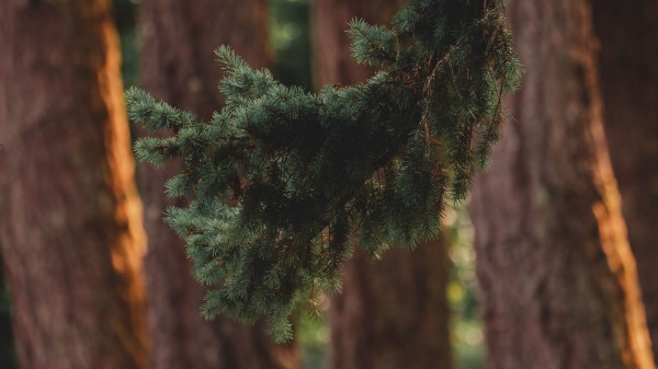 Branch Pine Trees Wallpaper