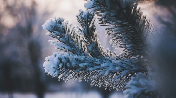 Branch Snow Winter Wallpaper