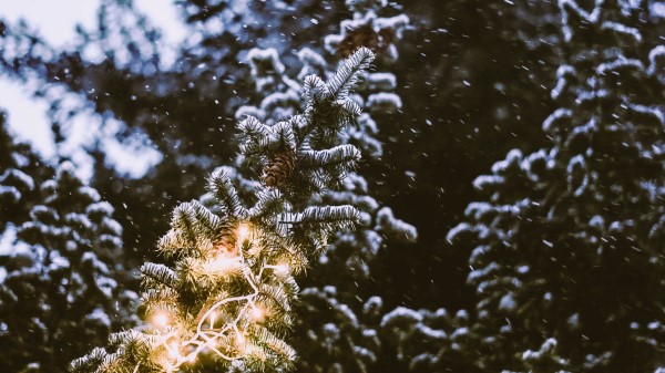 Branch Spruce Festoon Wallpaper