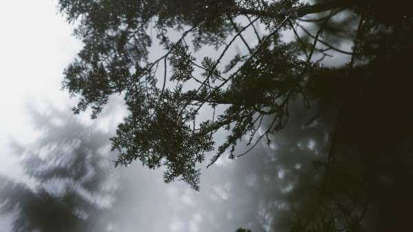 Branch Tree Fog Wallpaper