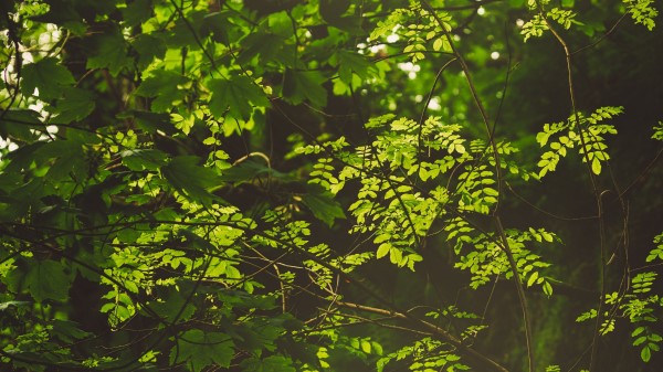 Branches Bushes Leaves Wallpaper