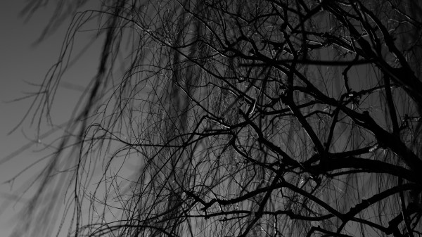 Branches Bw Tree Wallpaper