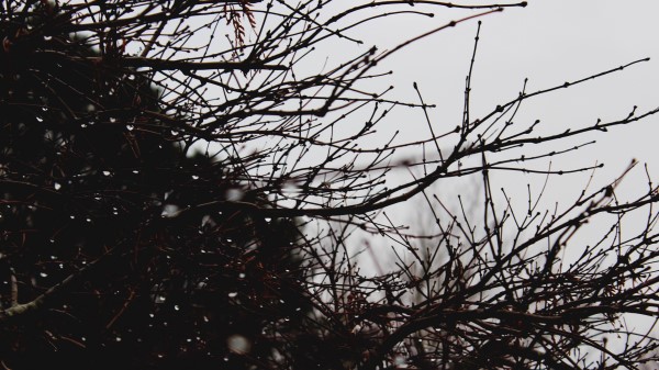 Branches Drops Bush Wallpaper