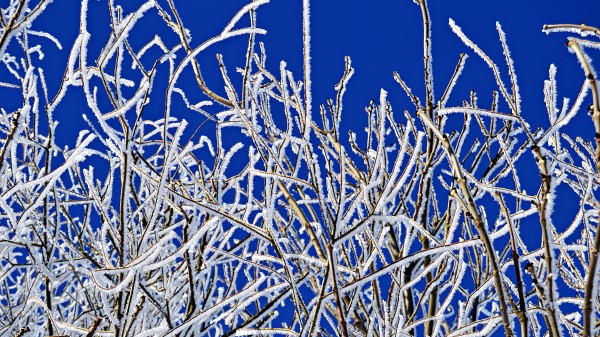 Branches Frost Winter Wallpaper