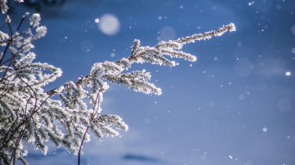 Branches Glare Bokeh Wallpaper