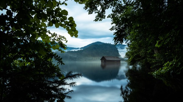 Branches Lake House Wallpaper