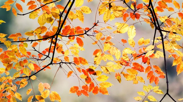 Branches Leaves Autumn Wallpaper