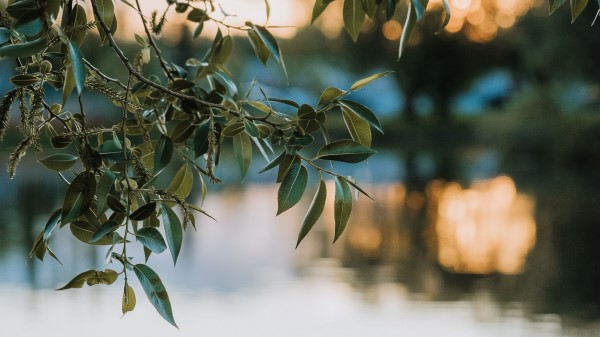 Branches Leaves Blur Wallpaper