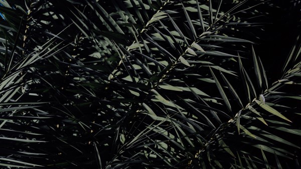Branches Leaves Bushes Wallpaper