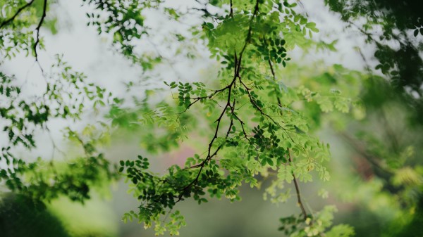 Branches Leaves Green Wallpaper