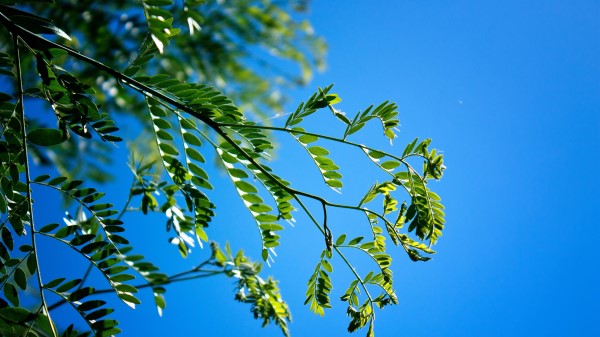 Branches Leaves Macro Sky Wallpaper Wallpaper