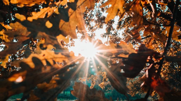 Branches Leaves Sun Wallpaper