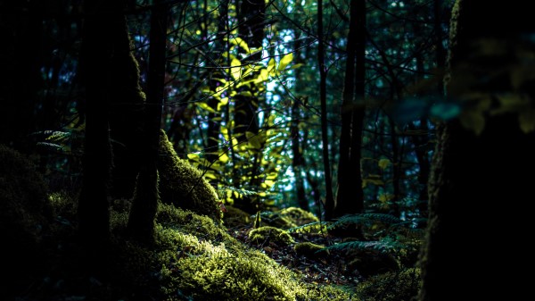 Branches Moss Trees Wallpaper
