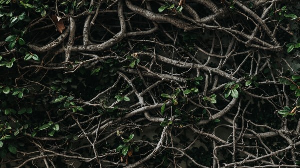 Branches Plexus Leaves Plant Wallpaper