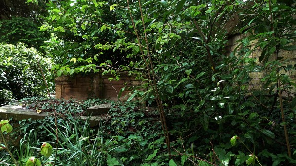 Branches Shrubs Plants Leaves Nature Wallpaper Wallpaper