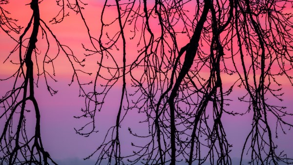 Branches Sky Purple Wallpaper
