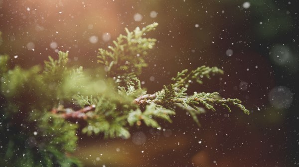 Branches Snow Glare Wallpaper
