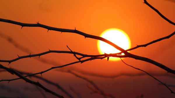 Branches Sun Dawn Wallpaper