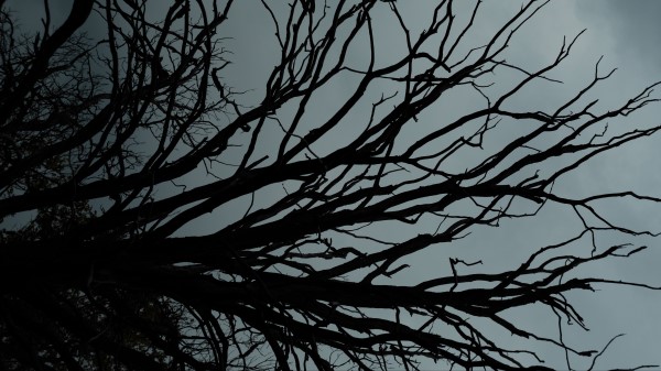 Branches Tree Sky Wallpaper