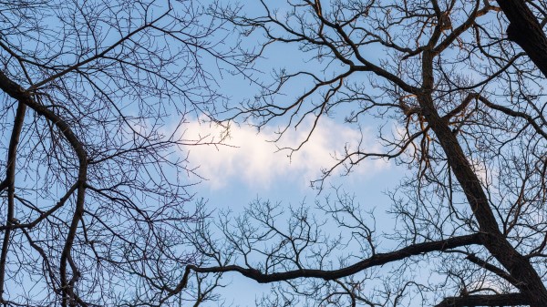Branches Trees Cloud Wallpaper