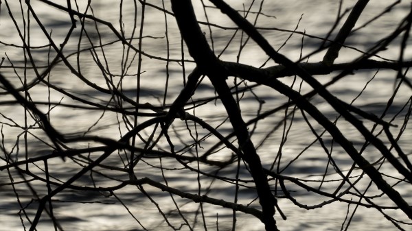 Branches Waves Ripples Wallpaper